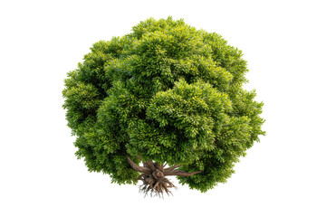 Fototapeta premium PNG Lush green tree top view isolated on black background