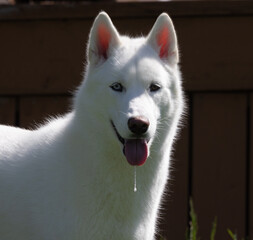 Closeup portrait of side-lit white Siberian Husky 