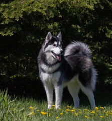 Happy black and white Siberian Husky standing in grass with a spruce tree behind