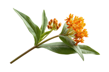 PNG Vibrant orange butterfly weed flowers with green leaves on black background