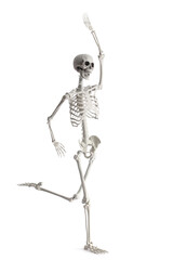 Human skeleton running and waving hand on white background