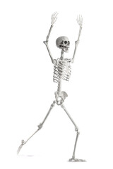 Scary human skeleton with raised hands running on white background