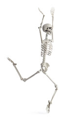 Scary human skeleton with raised hands running on white background
