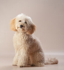 A cream poodle with curly fur sits attentively in a softly lit setting, giving a calm and poised impression.