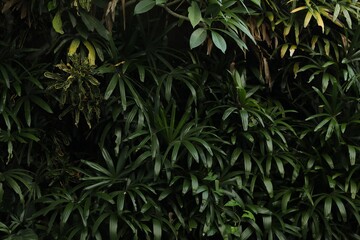 Different green plants as background, closeup view