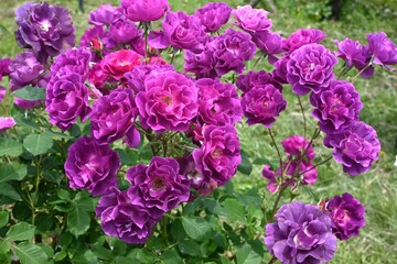 Obraz premium Roses in full bloom in the rose garden. This flower, loved by Cleopatra, is still the national flower of many countries, including the UK.