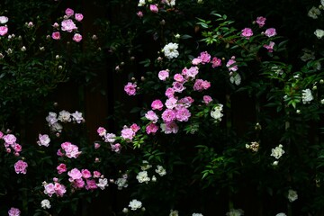 Fototapeta premium Roses in full bloom in the rose garden. This flower, loved by Cleopatra, is still the national flower of many countries, including the UK.