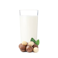 Nut milk in glass and macadamias isolated on white
