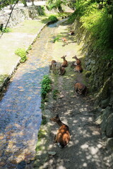 Deer Resting by the Stream in Miyajima