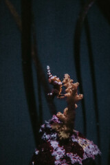 dancing shrimp
