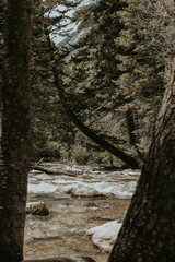 leaning tree peeking through