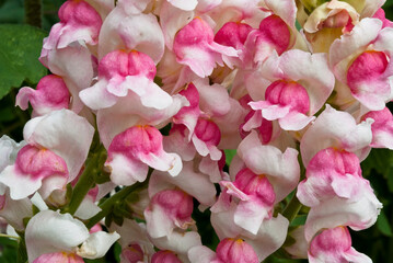  Snapdragon flowers in white and pink and in closeup, clustered together_20100904_03271.