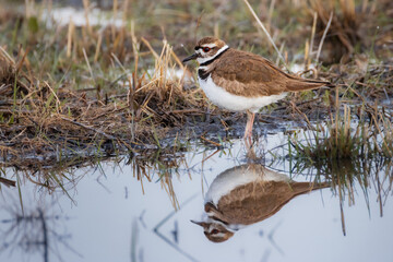 Killdeer (Charadrius vociferus) wading in shallow water at Honey Lake Wildlife Area, reflected in a calm puddle among spring grasses.