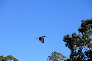 Grey Currawong (Strepera versicolor) calling in flight, South Australia