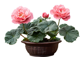 A pink rose plant in a pot, with three large flowers blooming on it. The leaves of each flower branch have long and slender