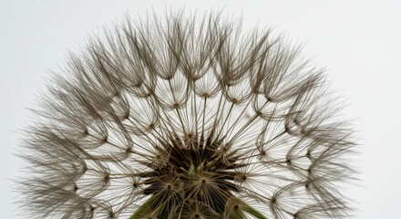 Detailed Macro Photo of a Dandelion Seed Head Against White Background