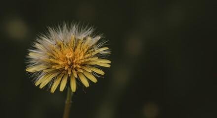 Detailed Macro Photo of Yellow Dandelion with Dew in Nature