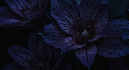 Detailed Macro Photo of Purple Flowers Violet Floral Bloom Blossom