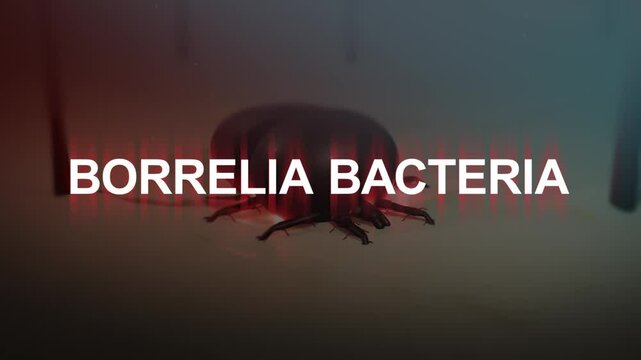 Borrelia Bacteria Typography over an Embedded Tick.

No AI was used in the making of this clip. Clip rendered in Blender and After Effects.