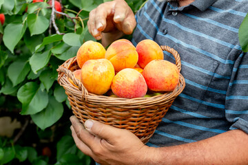 A vintage wickerwork hand basket full of fresh, sweet, juicy, riped peaches just harvested in...