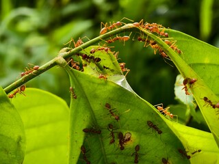 Weaver ants or Oecophylla are making a house	