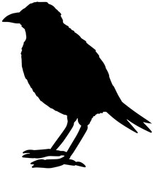 Lesser Melampitta Silhouette Vector Bird Shadow Illustration