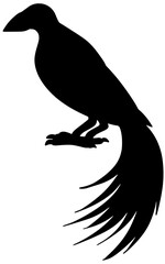 Lesser Bird Of Paradise Silhouette Vector Shadow Illustration