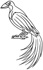 Lesser Bird Of Paradise Vector Outline Line Art Drawing