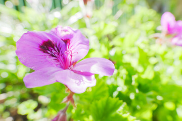 初夏の庭の花壇に咲く色とりどりの花々