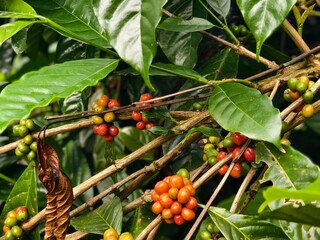 Coffee cherries on tree branch showing red, yellow, and green stages in close-up macro view