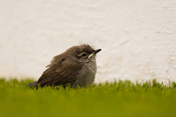 bird on the grass