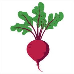 Organic healthy vegetable icon featuring ripe beetroot with big green leaves. Natural farm food and fresh ingredient for vegetarian cooking.
