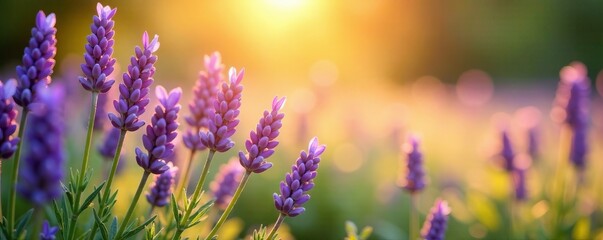 Obraz premium Lavender blooms amidst warm sunlight and soft grass, purple, delicate, greenery