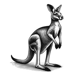Red kangaroo macropods rufus illustration. Detailed red kangaroo image shows powerful legs and strong tail. This impressive red kangaroo drawing is perfect for wildlife documentaries,