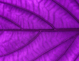 A close-up view of a vibrant purple leaf, showcasing intricate veins and a rich texture, creating a striking and visually captivating background.