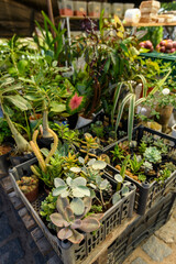 Assorted cactus and succulents for sale at a street market in Serra Branca, Paraíba, Brazil on May 24, 2025.