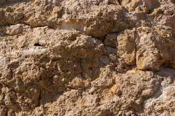Fossil corals of the Red Sea. Ancient creatures, turned into stone. Reef corals.