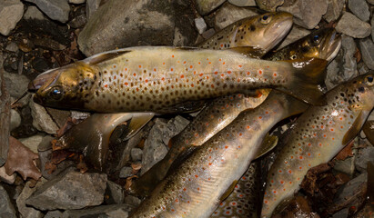 The Black Sea salmon. Salmo trutta labrax. Fishing in the mountain streams of Bulgaria. A bunch of fish on the ground.