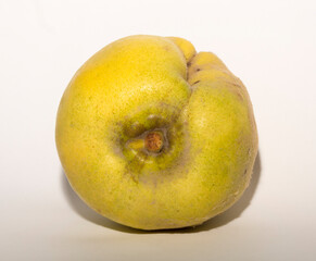 Fototapeta premium A quince fruit with a deep scar, on a white background.