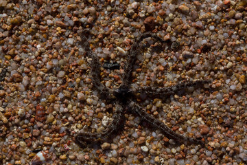 Ophiocoma scolopendrina in its natural habitat. African fauna of the Red Sea.