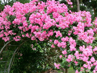 バラ（アンジェラ）