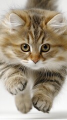 Fluffy Kitten in Motion with Expressive Eyes
