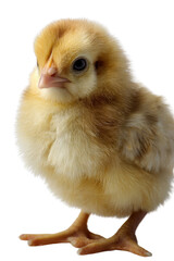 Fototapeta premium The Tiny Wonder: A close-up shot showcases a cute, fluffy chick, presenting its charm and innocence. Capturing the beauty and simplicity of nature.