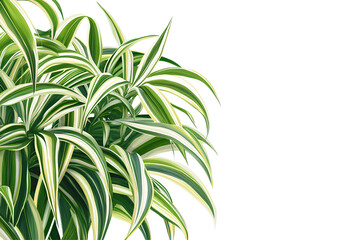 Fototapeta premium illustration of a spider plant with arching green and white striped leaves on transparent background