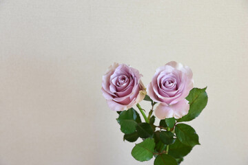 紫のばら