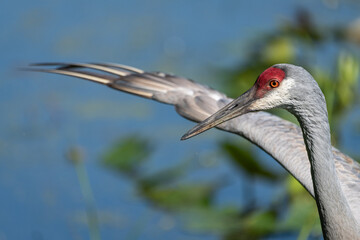 Sand hill crane stretching its wing across the frame