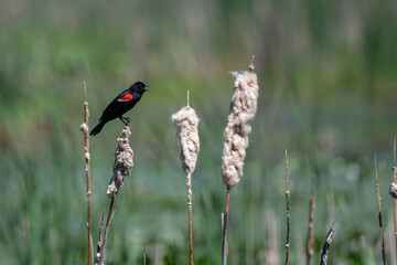 Male red-winged blackbird perched atop a cattail