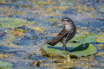 Female red-winged blackbird standing on a lily pad in a vegetaion filled lake