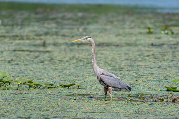 Great blue heron wading through vegetation filled lake