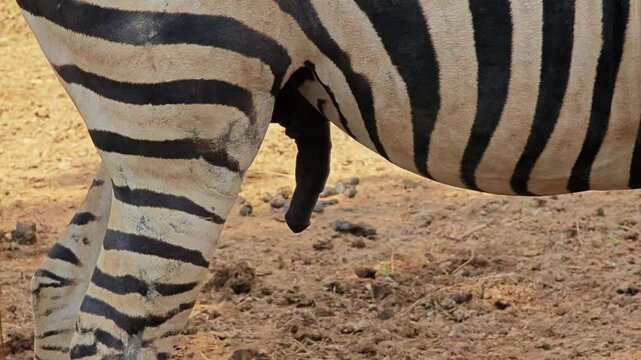 Male zebra ready for mating.
